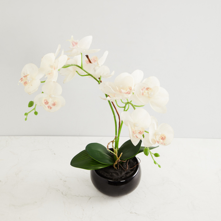 Valencia-Sachi Solid Two Branches Orchid in Ceramic Pot
