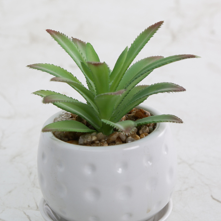Gardenia Artificial Succulent in Ceramic Pot