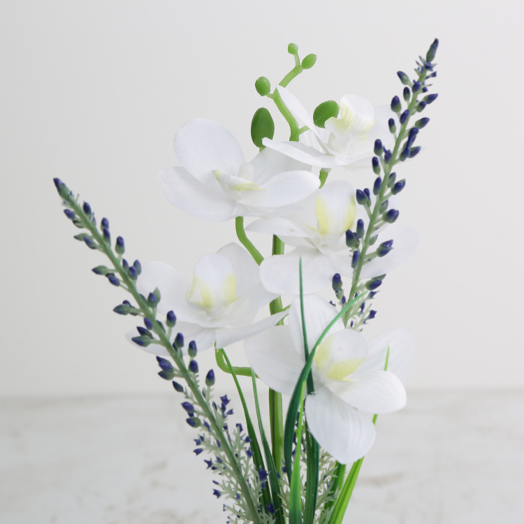 Gardenia Plastic Artificial Orchid in Clear Vase - 30 cm x 10 cm