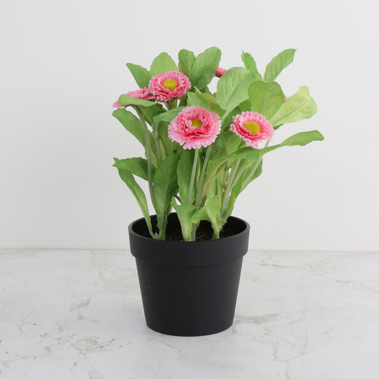 Gardenia  Plastic - Artificial Aster in Pot : 20 cm  L x 23 cm  H - Pink